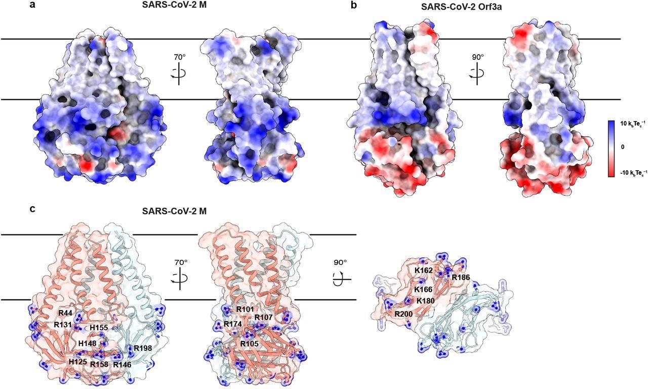An electropositive cytosolic surface in M. (a,b) Views of the wide and narrow faces of (a) M and (b) ORF3a colored according to electrostatic surface potential from red (electronegative, −10 kbTec-1) to blue (electropositive, +10 kbTec-1). (c) Views of three electropositive surface patches on M cytosolic domains with basic residues labeled and shown as sticks with blue nitrogen atoms.