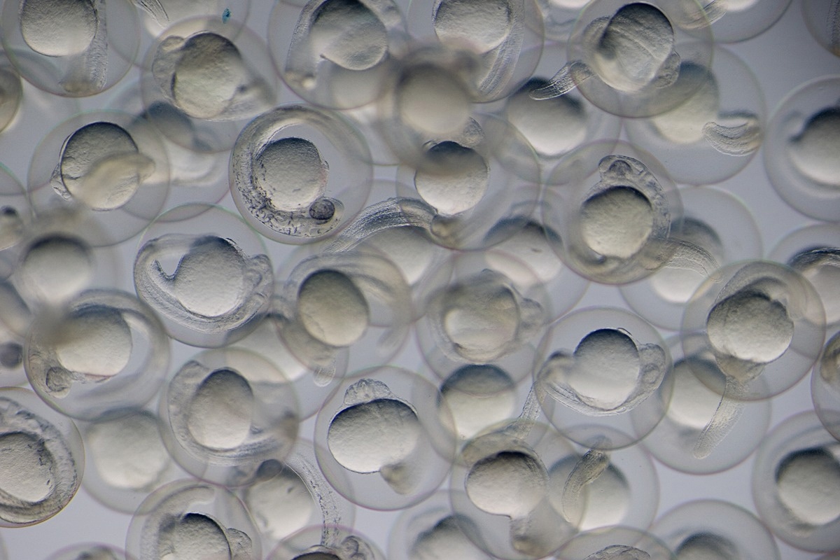 Image Credit: Micha Weber/Shutterstock