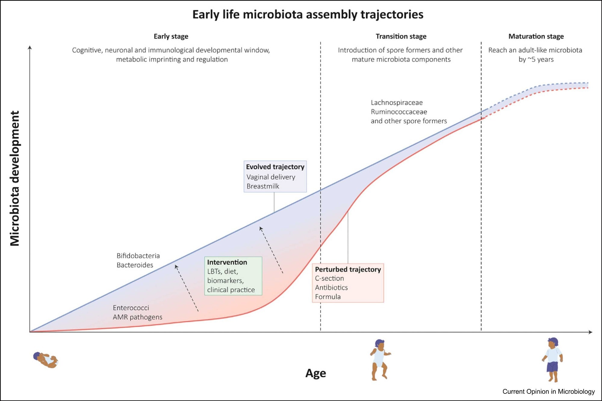 Early-life microbiota assembly trajectories: Gut microbiota acquisition commences at birth and rapidly increases in composition and functional capacity. This process is marked by different stages, (1) an early stage that lasts until 6–12 months when weaning occurs (exact times remain unknown) and which acts as a developmental window, important to immunological and physiological development (2) a transition stage associated with cessation of breastfeeding and introduction of solid foods leading to colonization by diverse spore-forming species and a reduction in Bifidobacterium species (3) maturation stage which resembles an adult-like composition abundant in Bacteroidetes and Firmicutes species. Microbiota perturbations impact this assembly trajectory by preventing transmission and colonization of beneficial species and instead lead to colonization of opportunistic pathogens. Therapeutic interventions through Live Bacterial Therapeutics (LBT) or by modulating diet hold promise to restore and select for age-appropriate beneficial species.