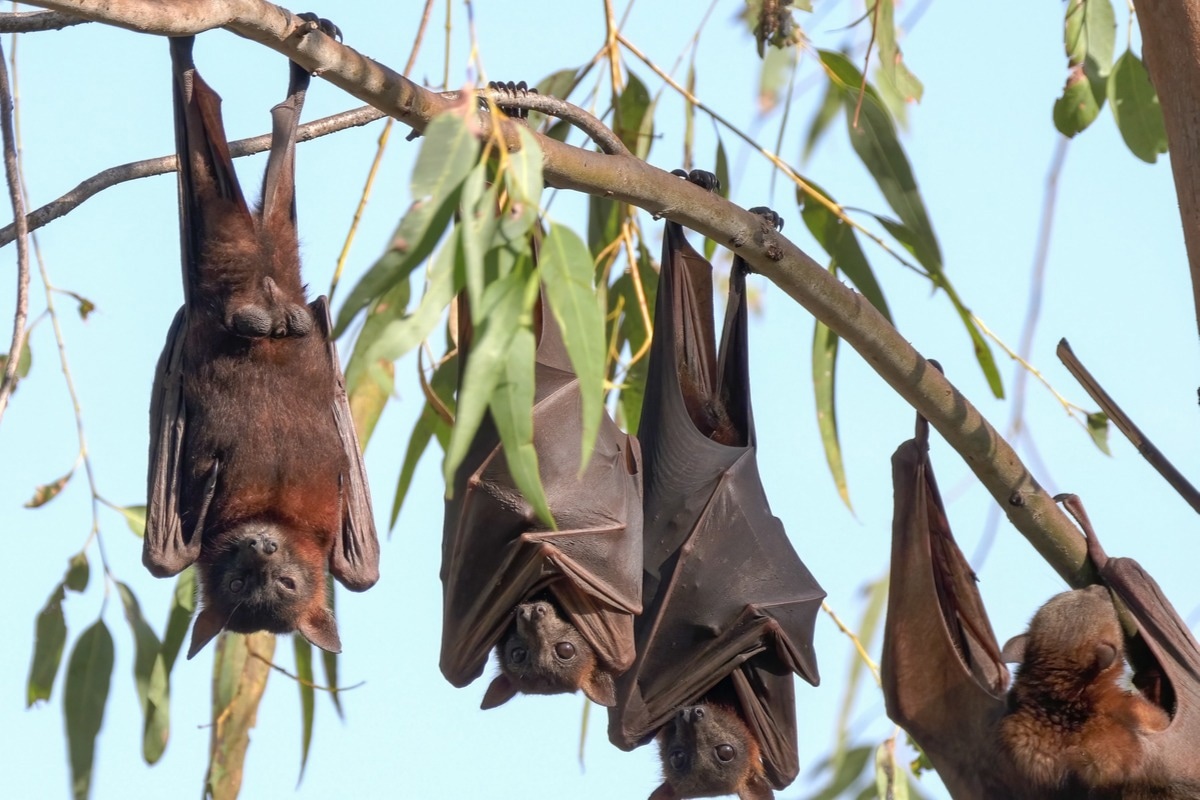 Study: The coevolutionary mosaic of bat betacoronavirus emergence risk. Image Credit: crbellette/Shutterstock