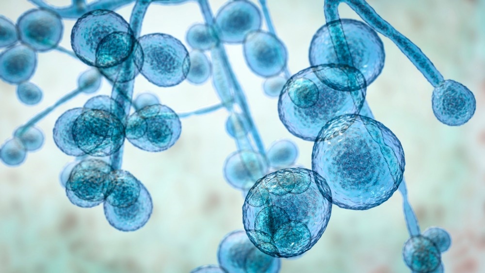 Study: Antifungal therapy in the management of fungal secondary infections in COVID-19 patients: A systematic review and meta-analysis. Image Credit: Kateryna Kon / Shutterstock.com