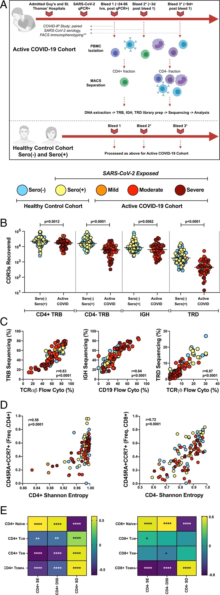 Application of immunoPETE to the COVID-IP Study cohort enables efficient, high fidelity, and quantitative recovery of TRB, IGH, and TRD CDR3s from peripheral blood mononuclear cells (PBMCs). (A) Summary of workflow for samples recruited into the present study. MACS: magnetic-activated cell sorting. *Not all donors had longitudinal blood sampling. **Not all healthy control samples were run through the full COVID-IP Study pipeline. All samples had SARS-CoV-2 serology data. (B) Recovery of CDR3s from sero(–) (n = 47), sero(+) (n = 26), mild (n = 10), moderate (n = 26), and severe (n = 16 CD4+; n = 15 CD4− fraction) samples by immunoPETE. gDNA (2 × 250-ng replicates) was used for CD4+ library preparation (prep) and 1,000 ng of gDNA (4 × 250-ng replicates) was used for CD4− library preparation. Bar indicates the median value. Mann–Whitney U test results are shown. (C) Correlation between immunoPETE and flow cytometry (cyto). Percentage of TRB, IGH, and TRD CDR3s recovered by immunoPETE sequencing in the CD4− fraction (y-axis) versus percentage of CD3+ (n = 112), CD19+ (n = 112), and TCRγδ+ (n = 112) assayed by flow cytometry (x-axis) of the same sample. Spearman’s correlation was used for analysis. (D) Correlation of overall CD4+ TRB (Left) and CD4− TRB (Right) diversity with frequency (freq) of naïve (CD45RA+CCR7+) CD4+ (n = 107) or CD8+ T cells (n = 106), respectively, as previously reported in the COVID-IP Study. Spearman’s correlation was used for analysis.
