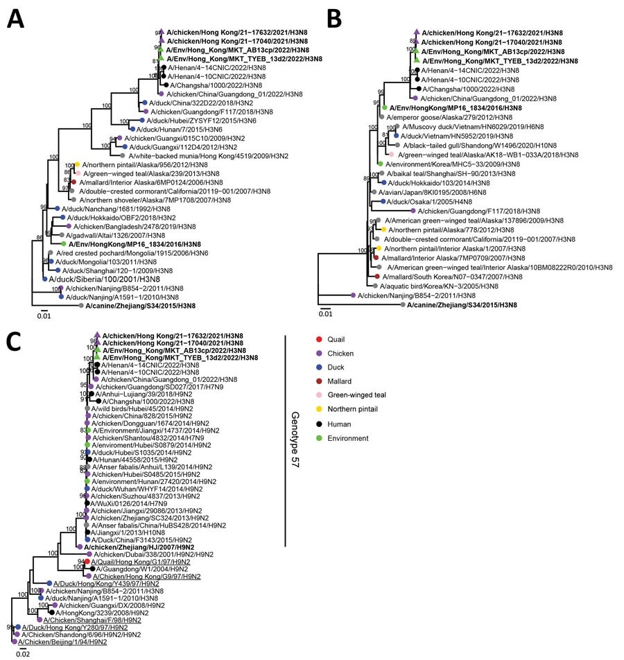 Phylogenetic analysis of influenza A(H3N8) viruses isolated from chicken farms, live poultry markets, and the Mai Po Wetlands, Hong Kong, China (bold). A) Hemagglutinin gene segment; B) neuraminidase gene segment; C) polymerase basic 2 gene segments. Strains were analyzed with other relevant virus sequence data available in public databases (accession numbers in Appendix Table). Trees were generated by using IQ-tree (http://www.iqtree.org/) with the general time reversible plus gamma model. Bootstrap values >80% are shown. Scale bars indicate estimated genetic distances.
