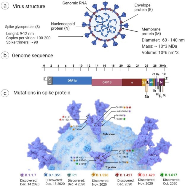 Schematic representation of (a) cartoon model showing the structure of SARS-CoV-2, (b) genome structure and encoded proteins, and (c) mutation in spike proteins. The image was created with Biorender.