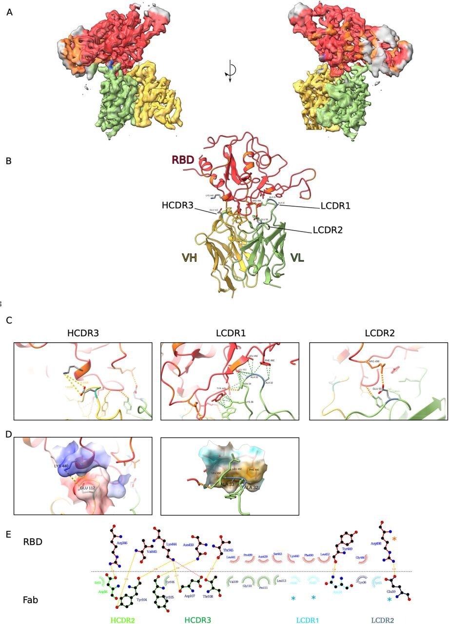 Cryo-EM structure of neutralizing antibodies 2130-1-0114-112 in complex with Cov2 BA.2 RBD. (A) Cryo-EM map and model of the RBD-Fab complex. The map is transparent and colored by chain with RBD red, 2130-1-0114-112 HC yellow and 2130-1-0114-112 LC green. (B) Atomic model of the RBD-Fab complex. Color as in A. Hydrogen bond in dashed line. BA.2 RBD mutation in orange. 2130-1-0114-112 mutation in cyan and blue (HC and LC). (C) Detail showing the 2130-1-0114-112 modified residues and the interaction with Cov2 BA.2 RBD. Left, HCDR3 Glu112. Middle, LCDR1 Ala32 and Ala33 hydrophobic network. Right, LCDR2 Glu59 salt bridge with Arg498. Orange and green dashed lines indicate H-bonds and hydrophobic interactions, respectively; yellow dashed lines are labeled with distances. (D) Left, HCDR3 shown as in (C) with surface color by electrostatic potential, showing the positive and negative charges of Lys444 and Glu112. Right, A32 and A33 in LCDR1 with the nearby RBD surface colored by hydrophobicity (orange to cyan hydrophobic to hydrophilic). (E) 2D diagram of Fab 2130-1-0114-112 paratope and epitope residues involved in hydrogen bonding (dashed lines) and hydrophobic interactions. Residues involved in hydrophobic interactions are shown as curved lines with rays. Atoms shown as circles, with oxygen red, carbon black, and nitrogen blue. Interacting residues that belong to CDR loops are colored in different shade. Asterisks correspond to mutated residues. Image created with Ligplot+ [Laskowski2011].