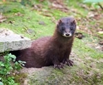 SARS-CoV-2 infections on French mink farms after one year of COVID-19