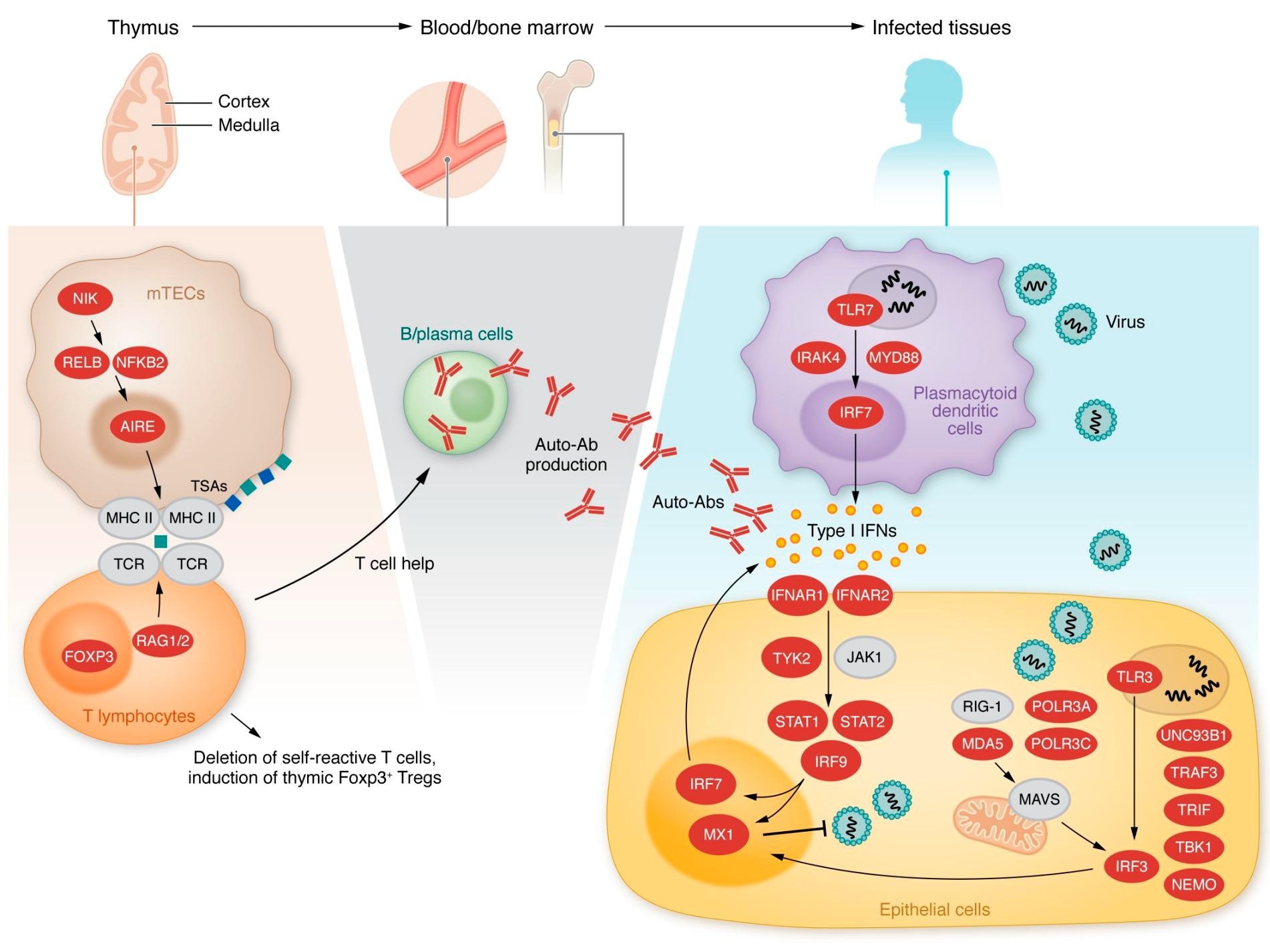 Inborn errors of type I IFN immunity or tolerance. Left, middle: Variants in genes expressed in thymic medullary epithelial cells, indicated in red, are linked to a defect in T cell selection and the production of type I IFN autoantibodies. Right: Variants in genes indicated in red alter type I IFN induction and response pathways.
