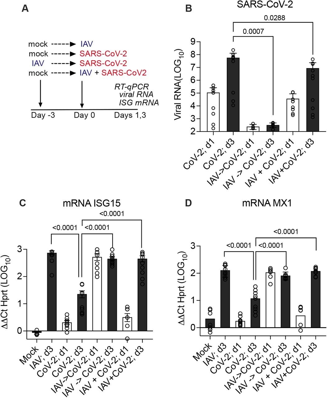 Effect of prior or simultaneous Influenza A virus (IAV) infection on SARS-CoV-2 replication. (A) Experimental design of simultaneous or sequential infection in differentiated human airway epithelial cultures. (B) SARS-CoV-2 RNA quantification by RT-qPCR on day 1 (24 hr post-CoV-2 infection; white bars) and day 3 (72 hr; grey bars) represented as fold change from detection limit. (C, D) MRNA level of interferon-stimulated genes ISG15 or MX1 by RT-qPCR on day 1 (24 hr post-CoV-2 infection; white bars) and day 3 (72 hr; grey bars) relative to mRNA level of housekeeping gene HPRT. Graphs show combined results of two independent experiments using primary human bronchial epithelial cultures from different healthy adult donors, each with 4-5 replicates per condition. Mean, and S.E.M. of 9-10 replicates is shown. Mann-Whitney p-values are offered for conditions that differ significantly from SARS-CoV-2 infection only on day 3.
