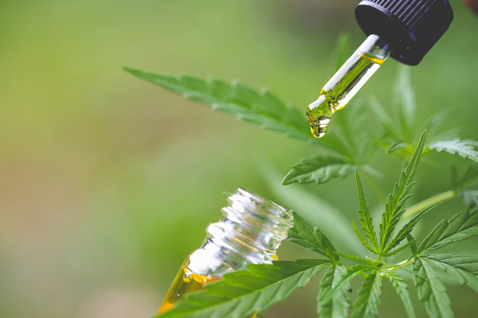 Study: Evaluation of cannabidiol nanoparticles and nanoemulsion biodistribution in the central nervous system after intrathecal administration for the treatment of pain. Image Credit: Tinnakorn jorruang/Shutterstock
