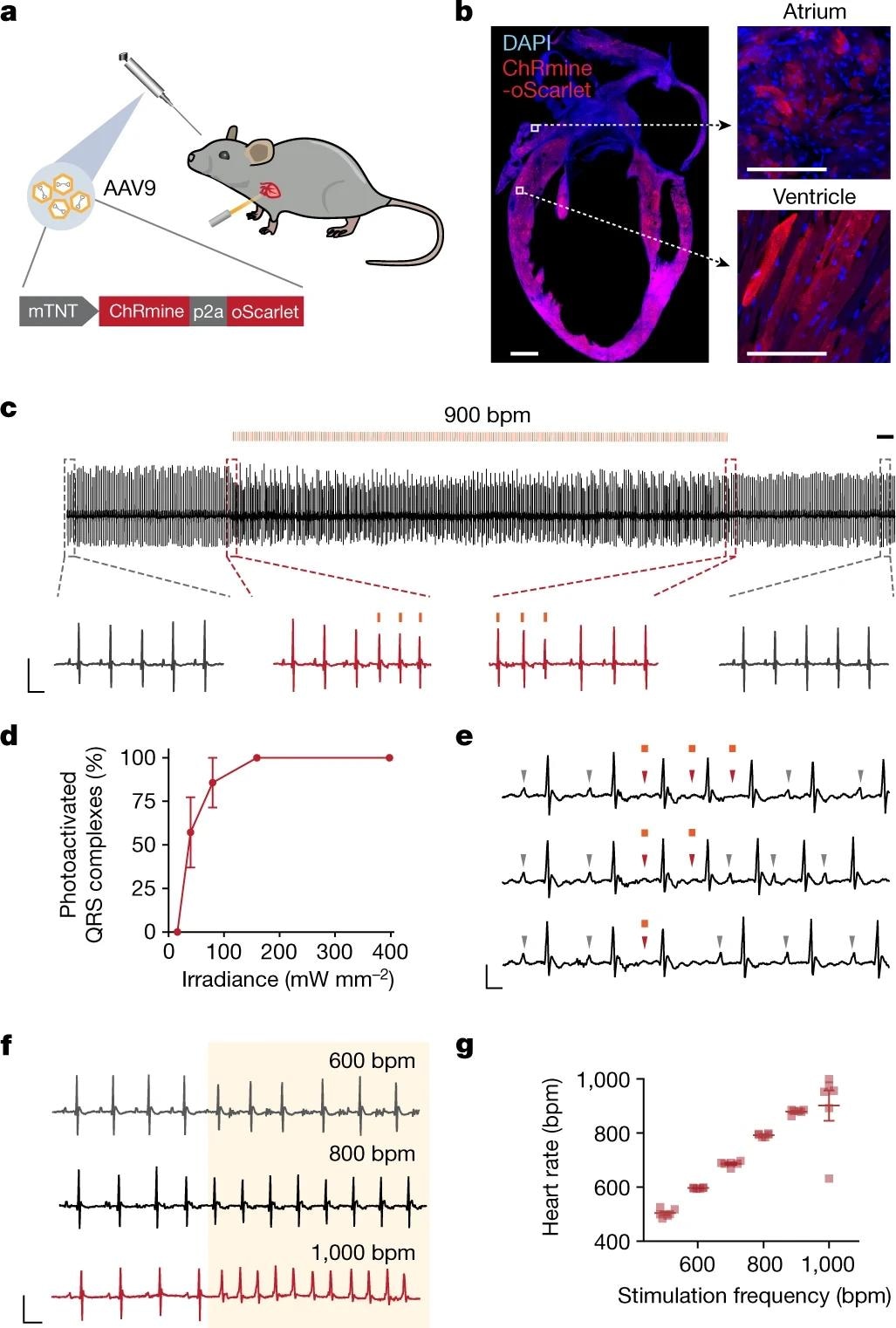 a, Schematic showing the optical control of cardiac rhythm with an external light source enabled by retro-orbital injection of AAV9-mTNT::ChRmine-p2A-oScarlet. b, Confocal cross-section images indicating homogeneous transgene expression of ChRmine-p2A-oScarlet (red) with DAPI staining (blue) in atria and ventricles. Scale bars, 1 mm (main); 100 µm (inset). c, Example electrocardiogram (ECG) trace with optical pacing using 589 nm light delivered at 15 Hz (at 900 bpm) with a pulse width of 10 ms and irradiance of 160 mW mm−2. Scale bar, 500 ms. Inset traces: ECG signal before and after light delivery (grey) and at light onset and cessation (red). Scale bar, 50 ms, 0.5 mV. d, Reliability of photoactivated QRS complexes at 900 bpm as a function of cutaneous optical irradiance (n = 6 mice). e, Example ECG traces of individual 10-ms optical pulses. Grey arrowheads indicate P waves associated with sinus rhythm, which are overridden (red arrowheads) during optical pacing. Scale bar, 25 ms, 0.25 mV. f, Example ECG traces of pacing at 600, 800 and 1,000 bpm. Scale bar, 50 ms, 0.5 mV. The shaded area indicates the period of illumination at the specified frequency at 100% duty cycle. g, Characterization of optical pacing fidelity, showing stimulation frequency versus ECG-measured heart rate (n = 6 mice). All ECG measurements were performed in anesthetized mice. Data are mean ± s.e.m.