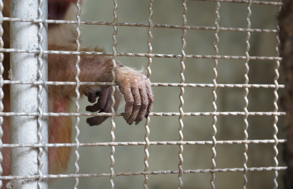 Study: Global governance for pandemic prevention and the wildlife trade. Image Credit: wk1003mike/Shutterstock.com