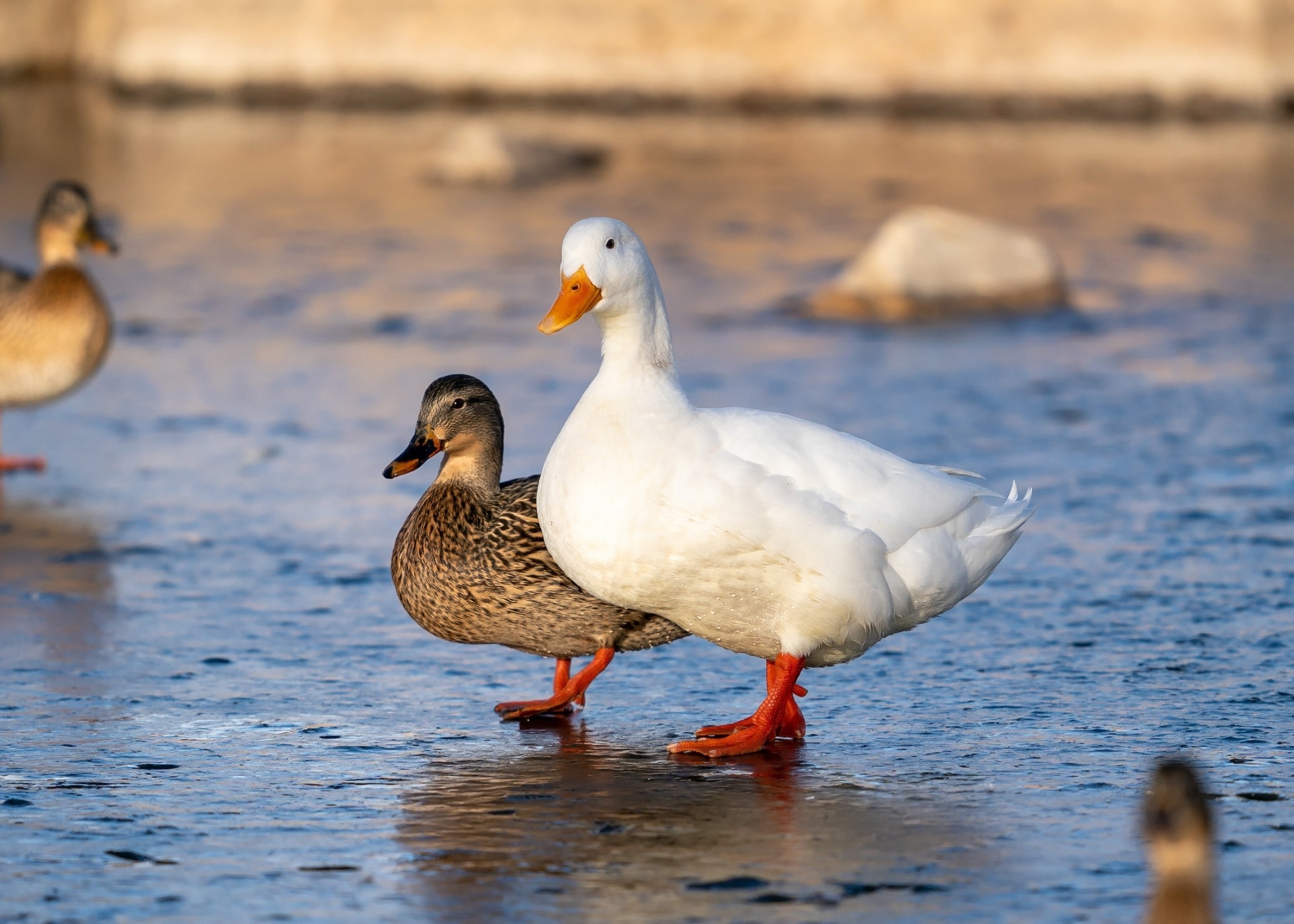 Study: Evolution of Avian Influenza Virus (H3) with Spillover into Humans, China. Image Credit: Susan Hodgson / Shutterstock