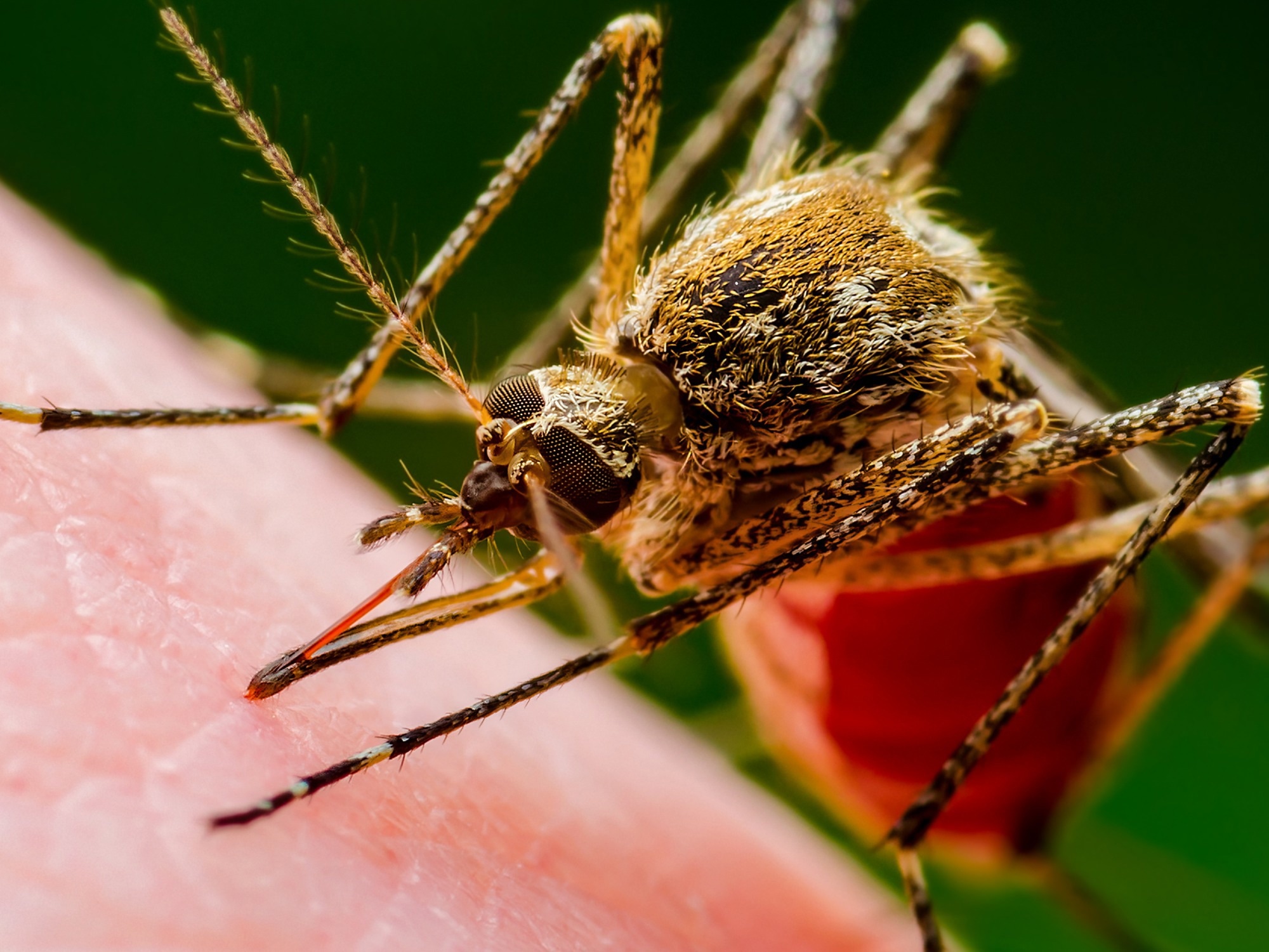 Study: Increasing risk of mosquito-borne diseases in EU/EEA following spread of Aedes species. Image Credit: nechaevkon/Shutterstock.com