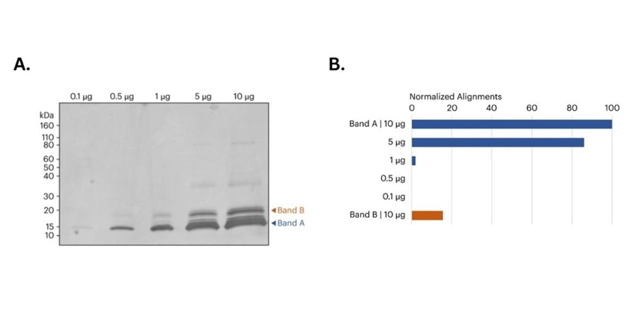 Figure 2. A) image of SDS-PAGE gel of CDNF samples prior to band excision. Orange and blue arrows indicate the approximate location of the bands removed for in-gel digestion and subsequent protein sequencing on Platinum. B) Bar graph shows the relative number of peptide alignments for each in-gel digested sample. For Band A, both the 5 μg and 10 μg samples produced more aligned CDNF peptides compared to the 0.1 μg, 0.5 μg, and 1 μg samples. Additionally, the 10 μg Band B sample also produced a significant number of CDNF aligned peptides. All alignments normalized to the total alignments from the 10 μg library.