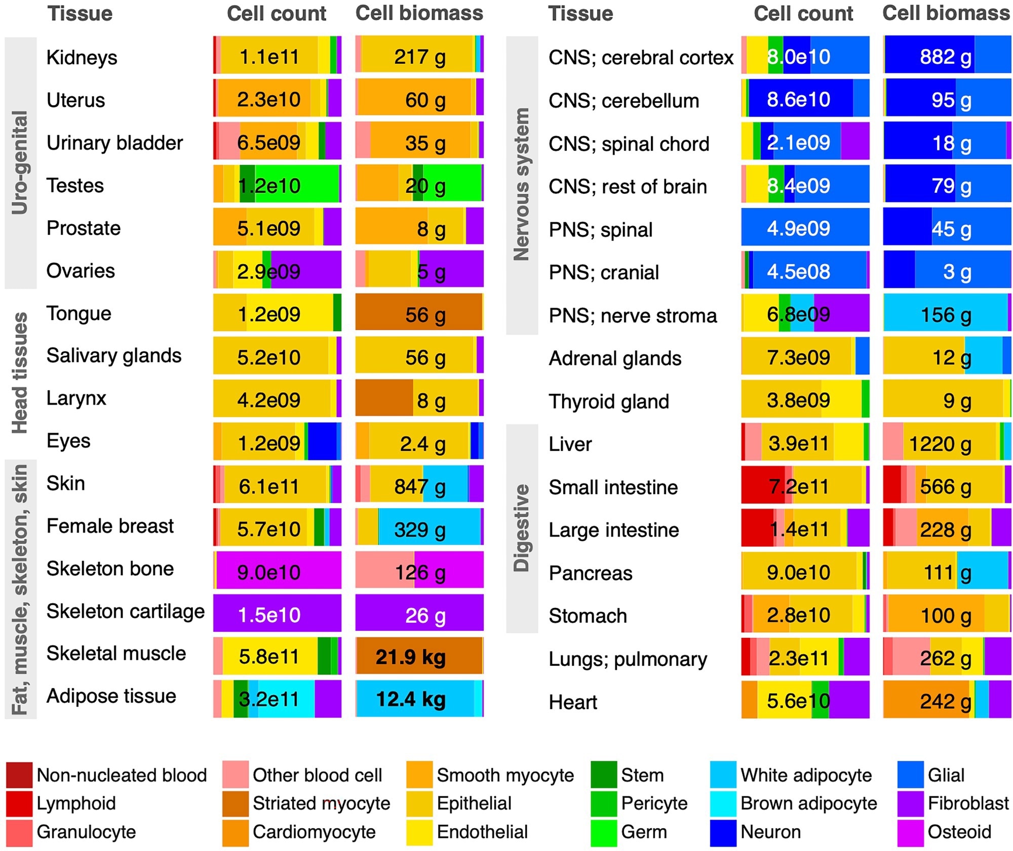 Cell class distributions across select tissues. Cell count and biomass distributions across 18 broad cell classes (colored) are shown for the 32 most significant tissue systems of the body, representing about half of all 60 investigated tissue systems, including the vast majority of total cell biomass. Numerical values refer to a reference male except for the female breasts, uterus, and ovaries. Most tissue systems are dominated by the ≈140 distinct cell types making up the epithelial cell class. “CNS” and “PNS” refer to central and peripheral nervous systems, respectively. The “Other blood cell” class is dominated by macrophages, but includes monocytes and precursors to red blood cells and platelets. Cell biomass excludes noncellular components of biomass in each tissue, made up of extracellular water, protein, and minerals