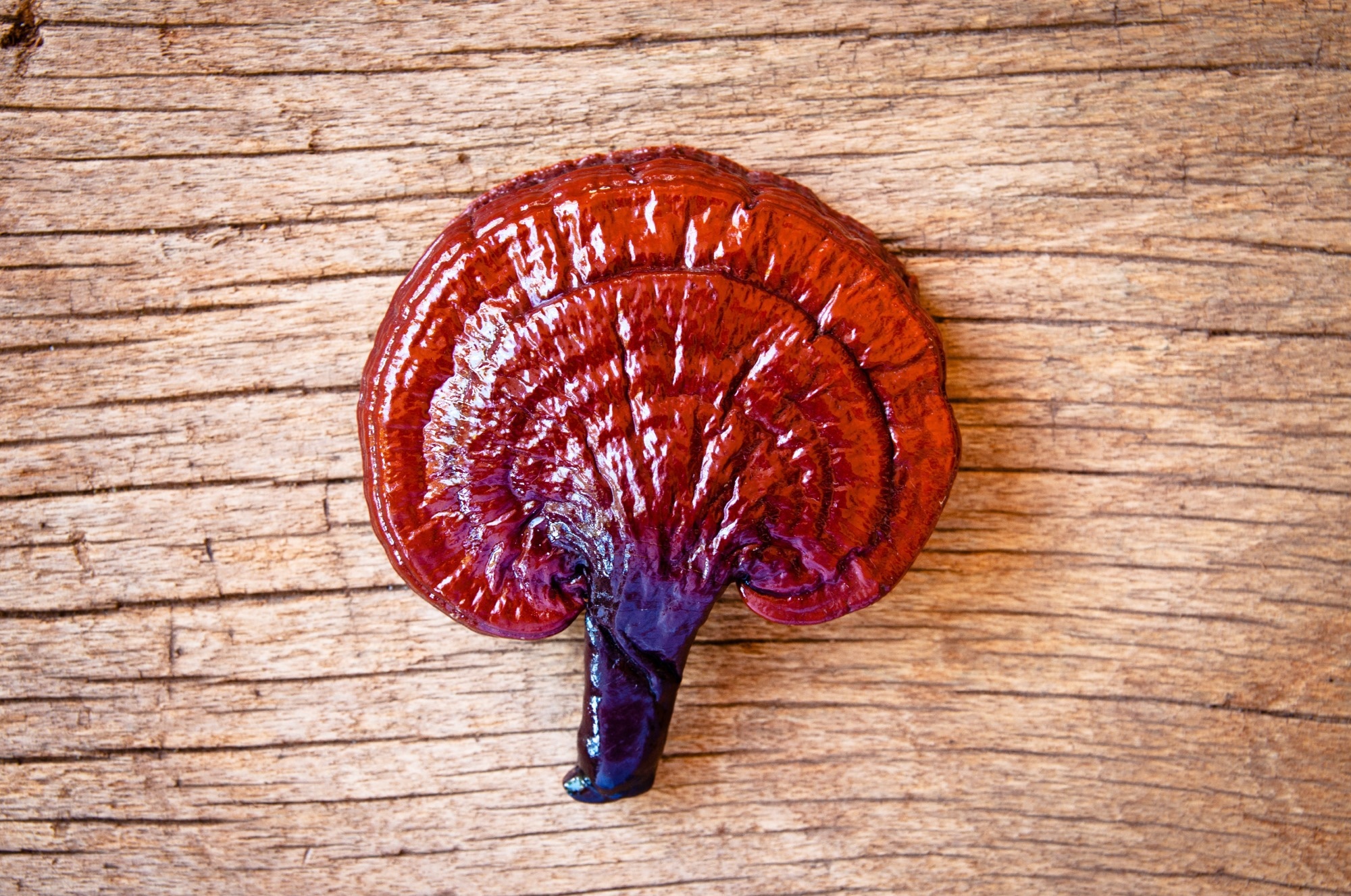 Study: The medicinal mushroom Ganoderma lucidum prevents lung tumorigenesis induced by tobacco smoke carcinogens