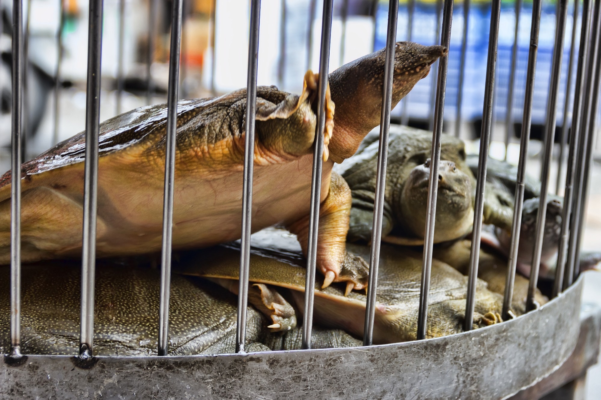 Opinion: Prevention of zoonotic spillover: From relying on response to reducing the risk at source. Image Credit: Maximillian cabinet / Shutterstock