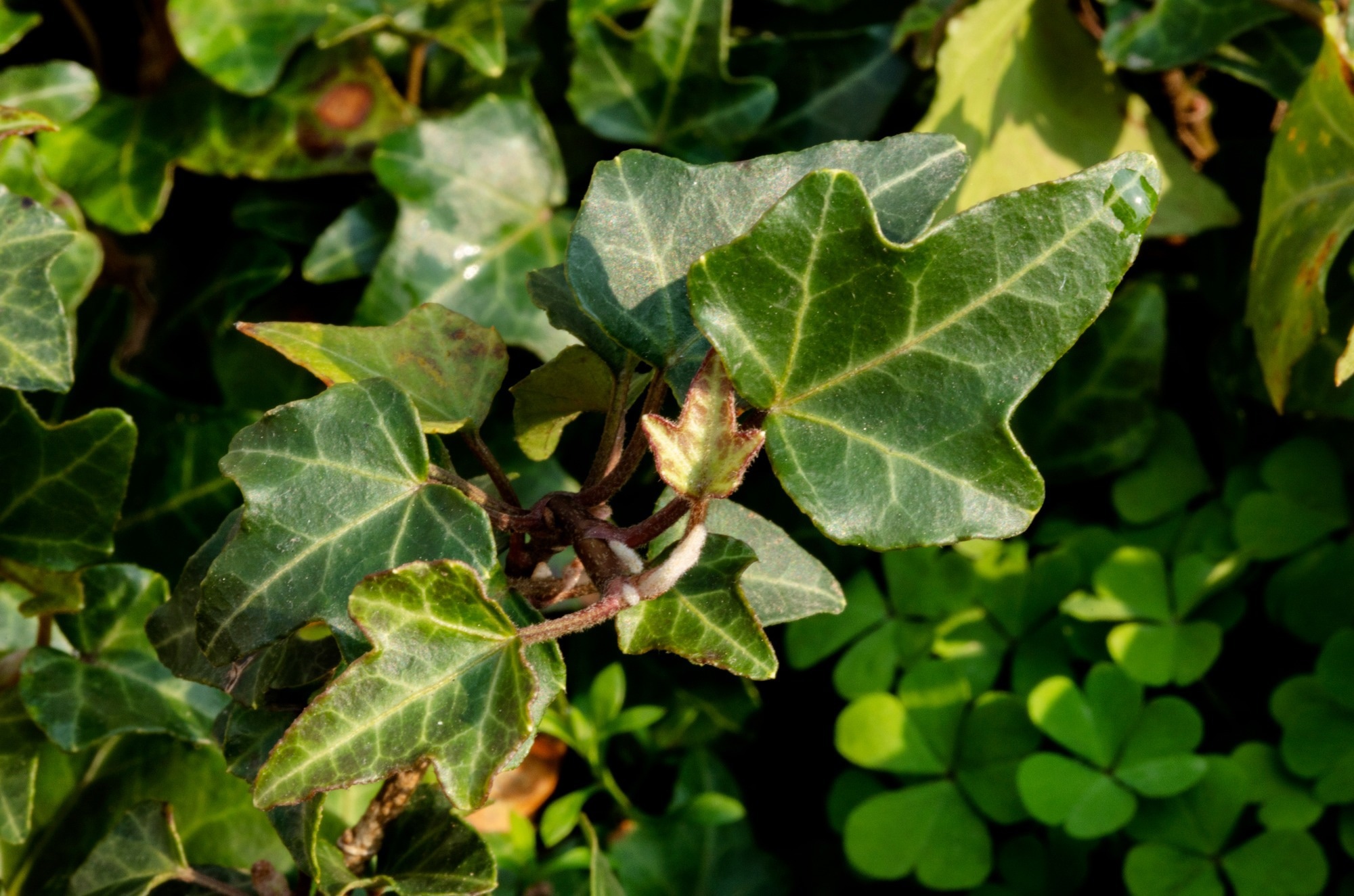 Study: Structure, Health Benefits, Mechanisms, and Gut Microbiota of Dendrobium officinale Polysaccharides: A Review. Image Credit: bennie/Shutterstock.com