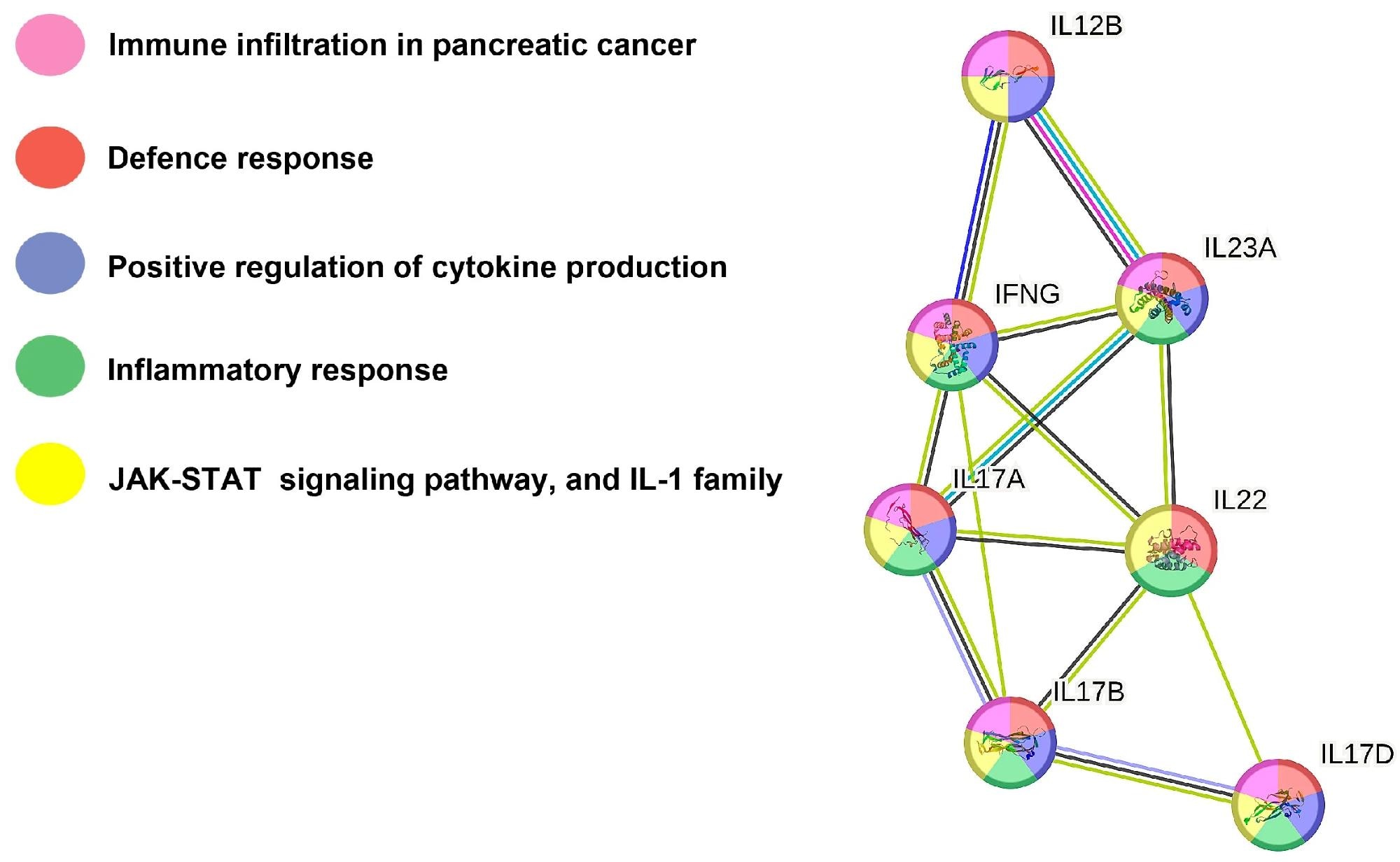 Illustration of the STRING analysis showing the interplay of the cytokines IL-23, IL-22, IL-17A, IL-17B, IL-17D, and IFN-γ. STRING interaction network depicting proteins involved in the defense response (red nodes). Positive regulation of cytokine production (blue nodes) and inflammatory response (green nodes). Pink nodes represent proteins involved in immune infiltration in pancreatic cancer. Yellow nodes indicate proteins affecting the JAK-STAT pathway and the IL-1 family.