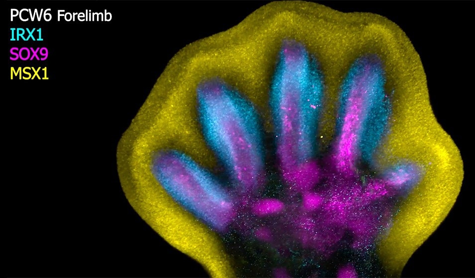 New atlas characterizes cellular landscape of the early human limb