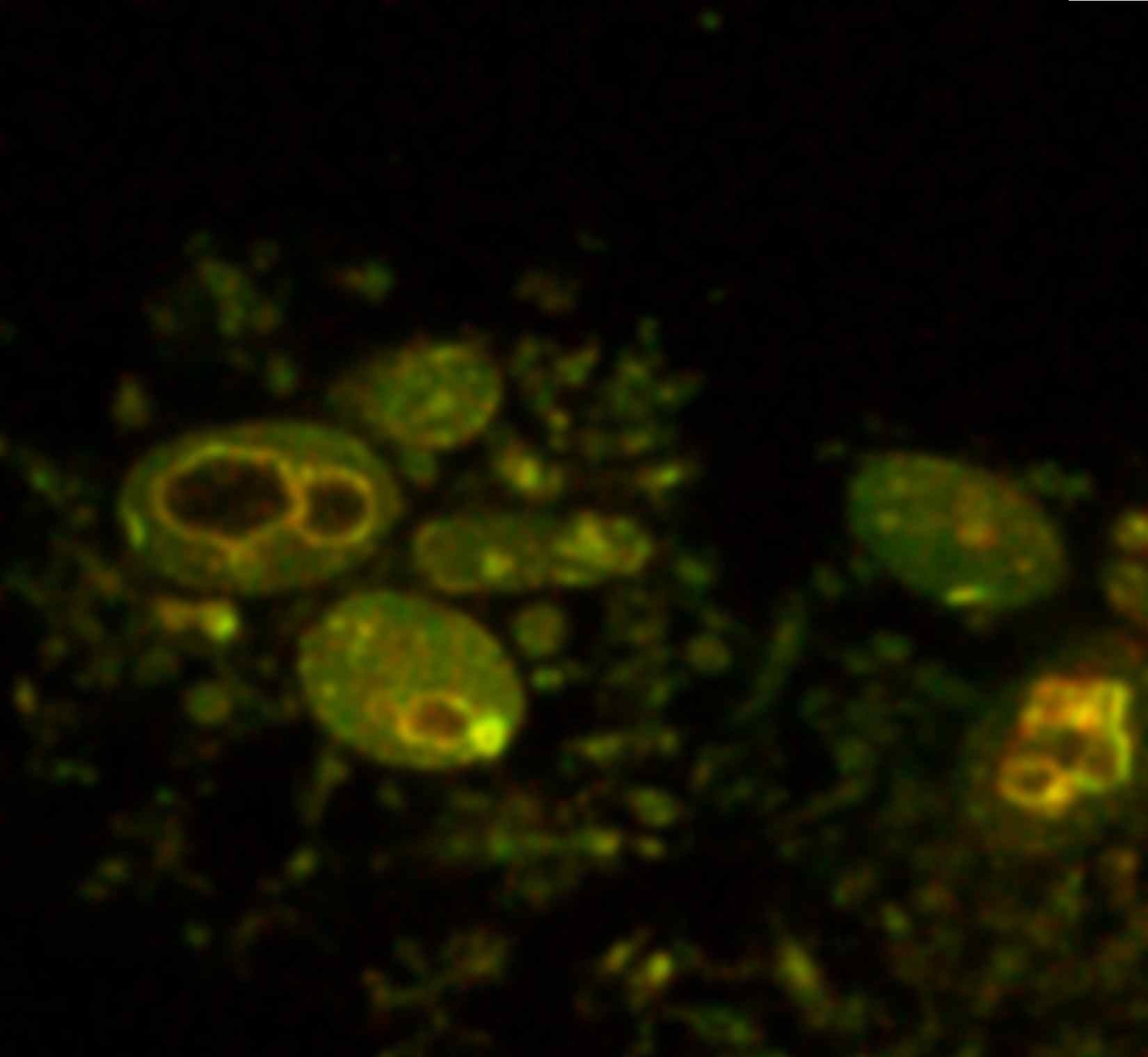 Researchers produce artificial cells with potential for drug delivery and tissue engineering