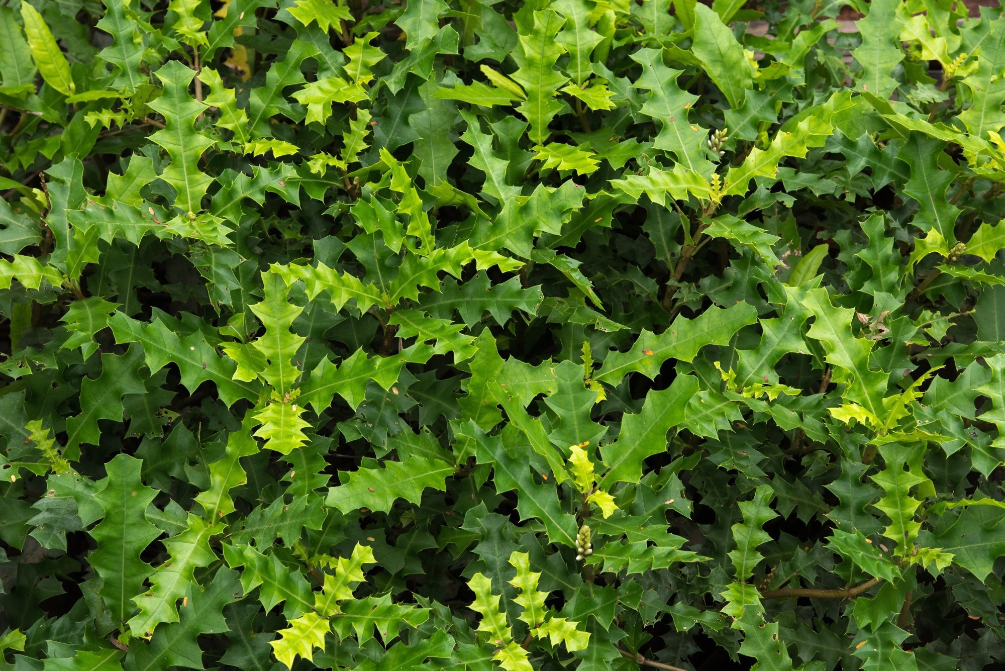 Study: Wound healing and photoprotection properties of Acanthus ebracteatus Vahl. extracts standardized in verbascoside. Image Credit: MODMOD/Shutterstock.com