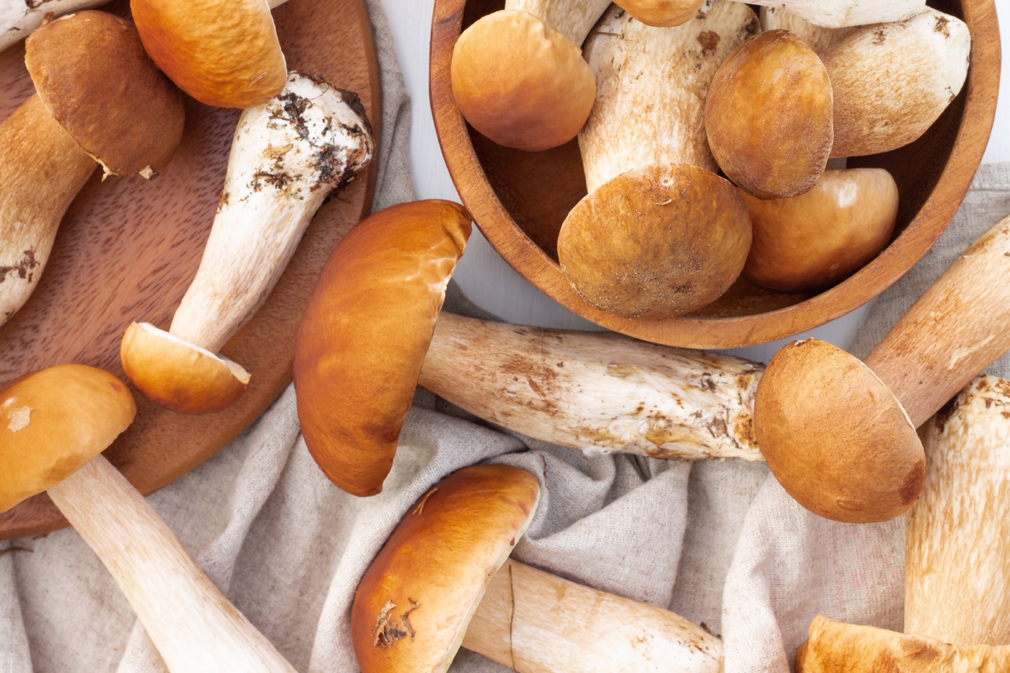 Study: MUSHROOMS4LIFE: Decoding the Molecular Basis of a Cancer-Fighting Small RNA Extracted from Edible Mushrooms. Image Credit: JeannieR / Shutterstock