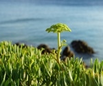 Croatian sea fennel may contain a treasure trove of preservative and anti-aging metabolites