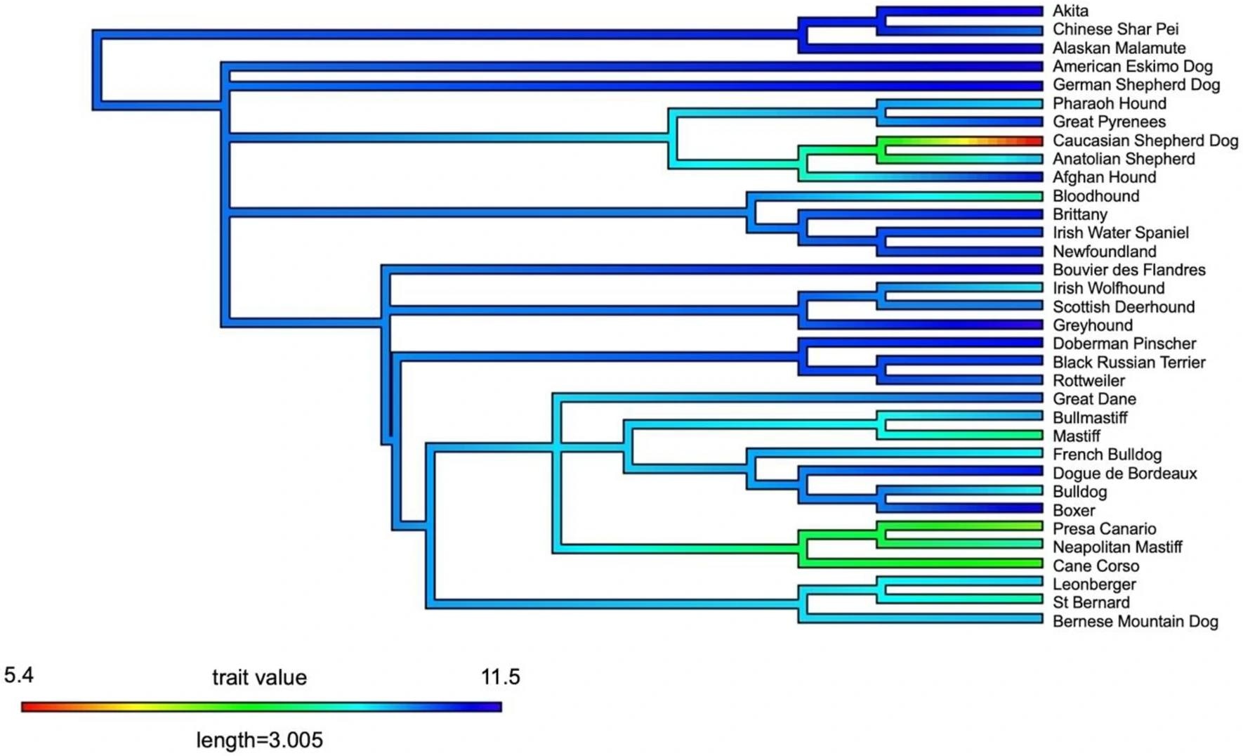 Median lifespan of the lowest quartile of breeds plotted onto the breed phylogeny. Hotter colors represent lower median lifespans.