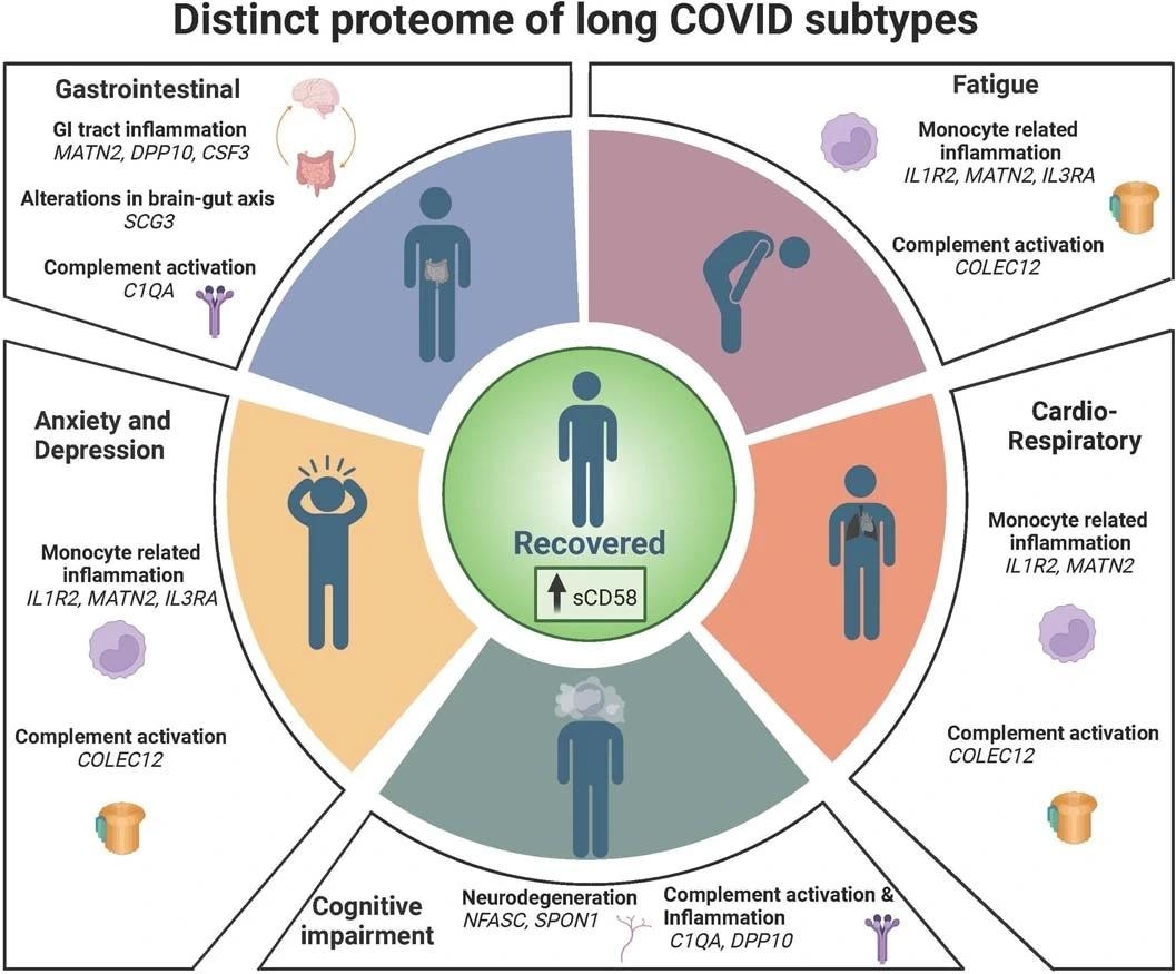 Summary of interpretation of key findings from Olink measured proteins and their association with CardioResp (n = 398), Fatigue (n = 342), Anx/Dep (n = 219), GI (n = 134), and Cognitive (n = 65) groups relative to Recovered (n = 233).