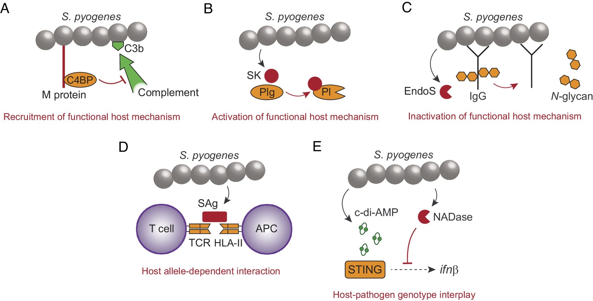 Examples demonstrating the evolved ability of S. pyogenes to promote disease in immunocompetent individuals. (A) The surface M protein recruits human C4BP to inhibit complement opsonization (C3b) of the bacterial surface. (B) Secreted streptokinase (SK) binds to human Plg, which causes a conformational change of Plg into a plasmin (Pl) active state. (C) The secreted endoglycosidase EndoS inactivates effector functions of IgG by cleaving off N-glycans from the Fc-region. (D) Secreted superantigen (SAg) causes antigen-independent T cell activation by cross-linking the TCR with HLA-II on antigen presenting cells (APC). SAgs have different affinity for different fully functional HLA-II haplotypes. (E) The STING responds to S. pyogenes-derived c-di-AMP to induce transcription of the interferon β gene, which is inhibited by the enzymatic activity of bacterial NADase. Human STING and S. pyogenes NADase exhibit polymorphisms affecting their relative ability to respond to c-di-AMP and to suppress interferon transcription, respectively.