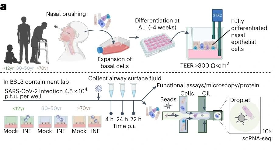 Schematic of method and model used to study SARS-CoV-2 infection of paediatric (P, <12 years), adult (A, 30–50 years) and older adult (O, >70 years) nasal epithelial cells.