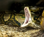 Could python farming be the next big thing in sustainable livestock production?