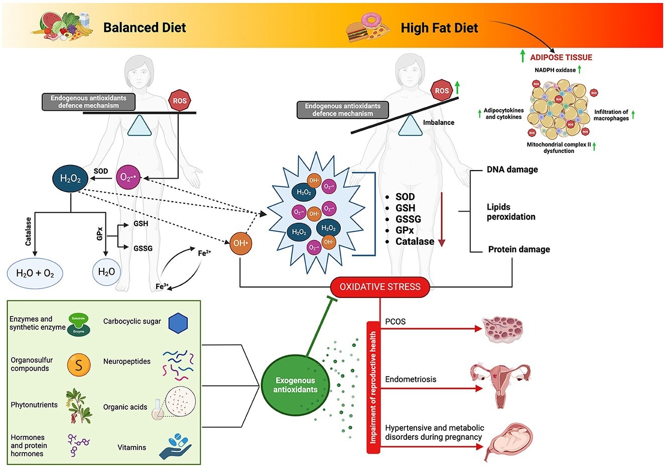 Biological matrices-derived antioxidants as dietary components: their influence on ovarian health and modulation of the complex interplay between high-fat diet-induced oxidative stress and reproductive function. Adipose tissue derived from a high-fat diet regimen can precipitate the production of reactive oxygen species (ROS) and subsequent oxidative stress through multifaceted pathways. Notably, the activation of nicotinamide adenine dinucleotide phosphate (NADPH) oxidase prompts ROS generation, fostering the upregulation of adipocytokines and cytokines, thus inciting inflammation and facilitating macrophage infiltration into adipose tissue. Furthermore, the heightened levels of ROS induce dysfunction within mitochondrial complex II, disrupting the electron transport chain and exacerbating ROS production. This intricate interplay underscores the pivotal role of oxidative stress in the pathophysiology of adipose tissue dysfunction amidst high-fat dietary habits. Connecting this phenomenon to fatty acid metabolism elucidates a complementary narrative, where electron transfer along the electron transport chain generates ROS as byproducts. Specifically, fatty acid metabolism within mitochondria serves as a prime site for ROS generation, with various complexes along the electron transport chain serving as key contributors. Consequently, the accrual of ROS can overwhelm endogenous antioxidant defenses, precipitating oxidative stress and consequent cellular damage. Such insights underscore the significance of biological matrices endowed with antioxidant properties, as they offer promising avenues for ameliorating the adverse effects of oxidative stress on physiological processes, including reproductive health. SOD, superoxide dismutase; GPx, glutathione peroxidase; GSSG, glutathione oxidase; GSH, glutathione reductase; ROS, reactive oxygen species; O2-•, superoxide; H2O2, hydrogen peroxide; OH•, Hydroxyl. Image created with Biorender.com.