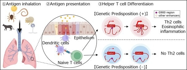 “G900” gene enhancers may play a pivotal role in asthma-associated inflammation