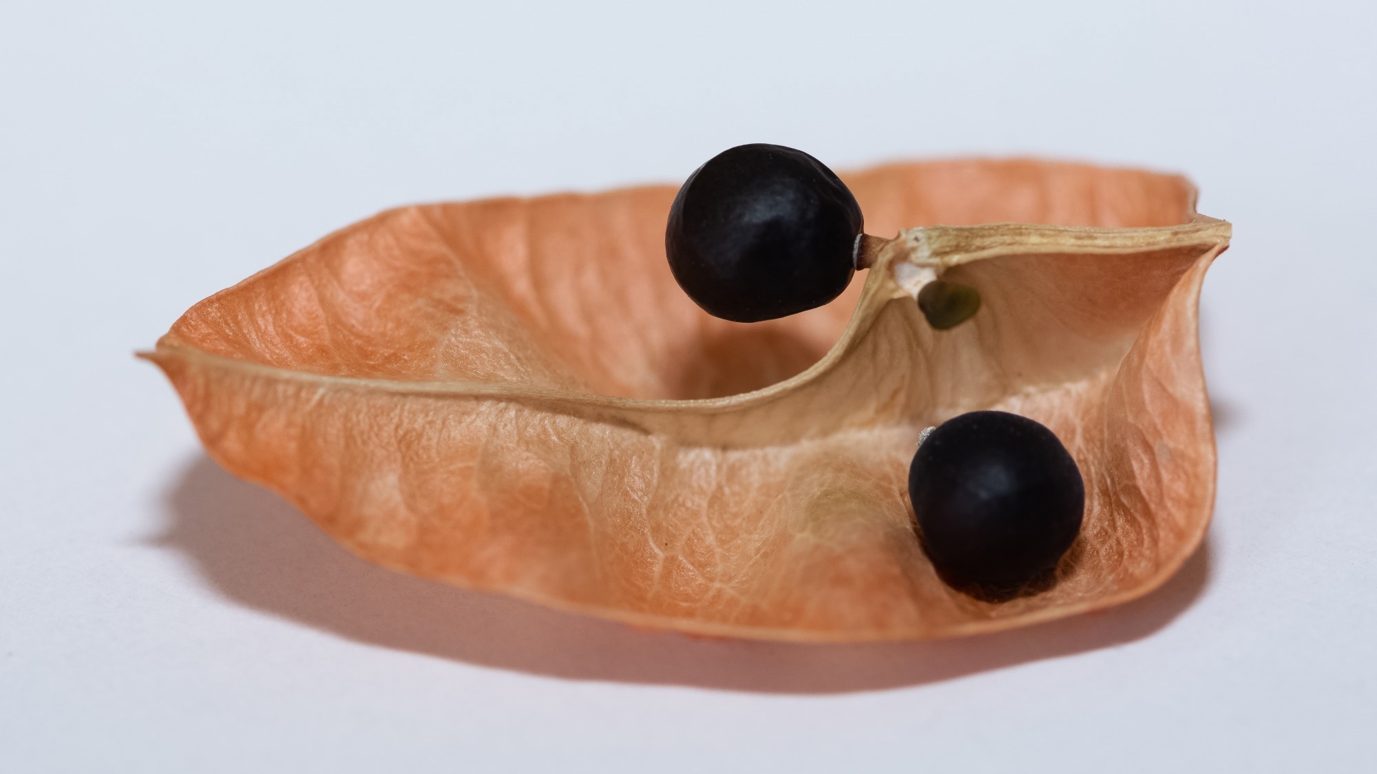 Quillaja saponaria, the soap bark tree or soapbark, is an evergreen tree in the family Quillajaceae. Image Credit: Akif CUBUK / Shutterstock