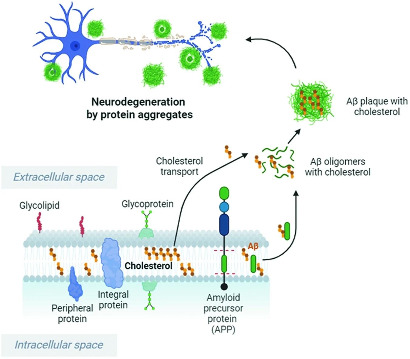 Cholesterol enhances and accelerates APP cleavage by Bace1, leading to increased Aβ oligomer and plaque formation. Cholesterol binds to Aβ and increases the resistance of Aβ fibrils and oligomers to degradation. Cholesterol imbalance and high extracellular cholesterol levels can stimulate the production and accumulation of Aβ peptides, which cause Aβ oligomer formation and aggregation in the brain, resulting in neuronal damage. This image was created with BioRender.com. Study: Cholesterol imbalance and neurotransmission defects in neurodegeneration.