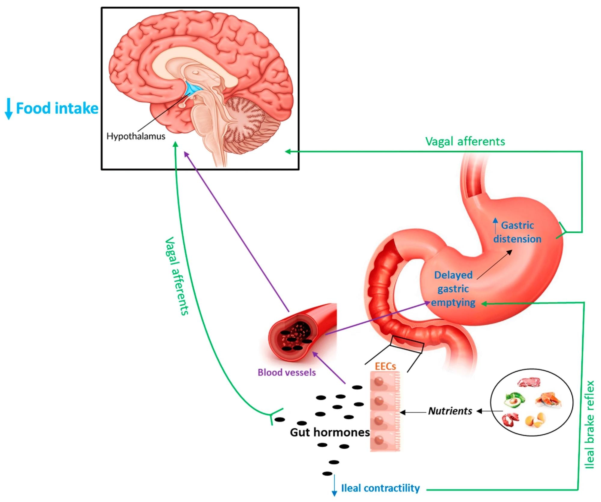 Schematic representation of the main mechanisms through which gut hormones may influence hypothalamic structures to induce anorexigenic effects. Purple lines (bloodstream); green lines (nervous fibers); and EECs (enteroendocrine cells).