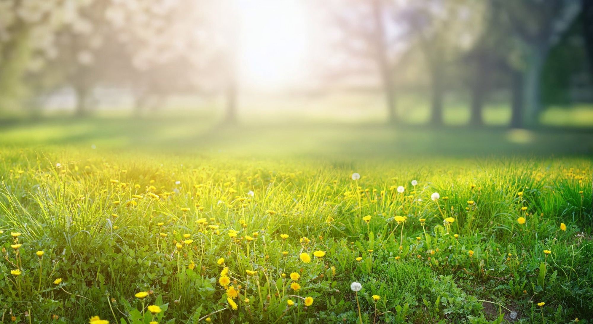 Association of residential air pollution and green space with all-cause and cause-specific mortality in individuals with diabetes: an 11-year prospective cohort study. Image Credit: LedyX / Shutterstock