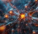How immune cells and neurons secretly shape brain health, behavior, and disease