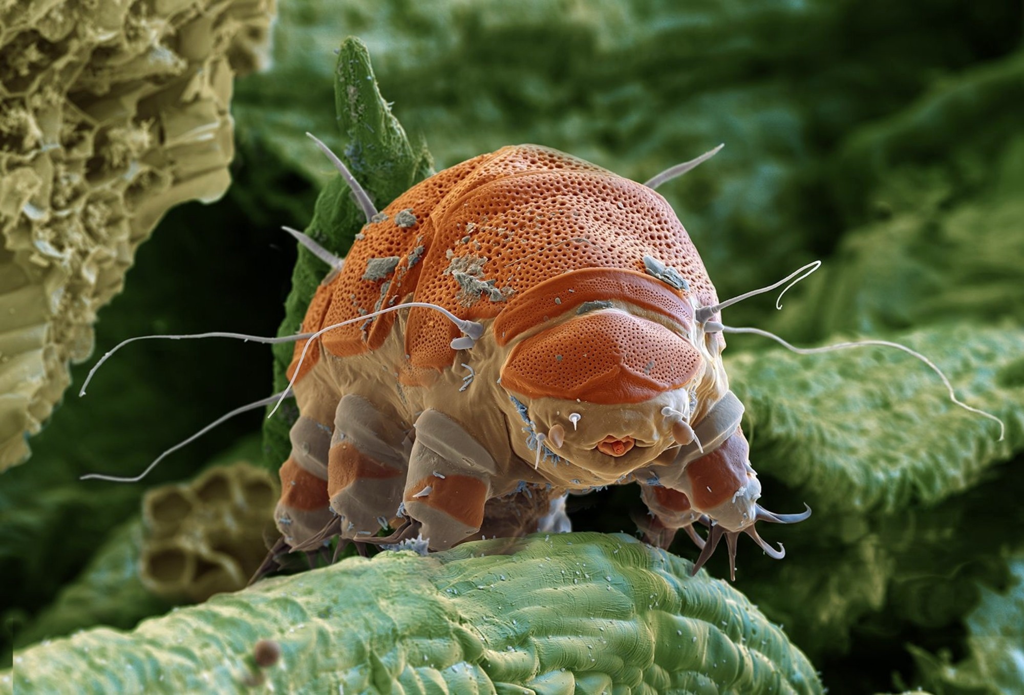 Perspective: The utility of animal models to inform the next generation of human space exploration. Image Credit: TajdidProtik / Shutterstock