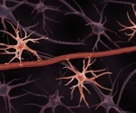 Scientists uncover how a sugar shield in brain blood vessels protects against aging and disease