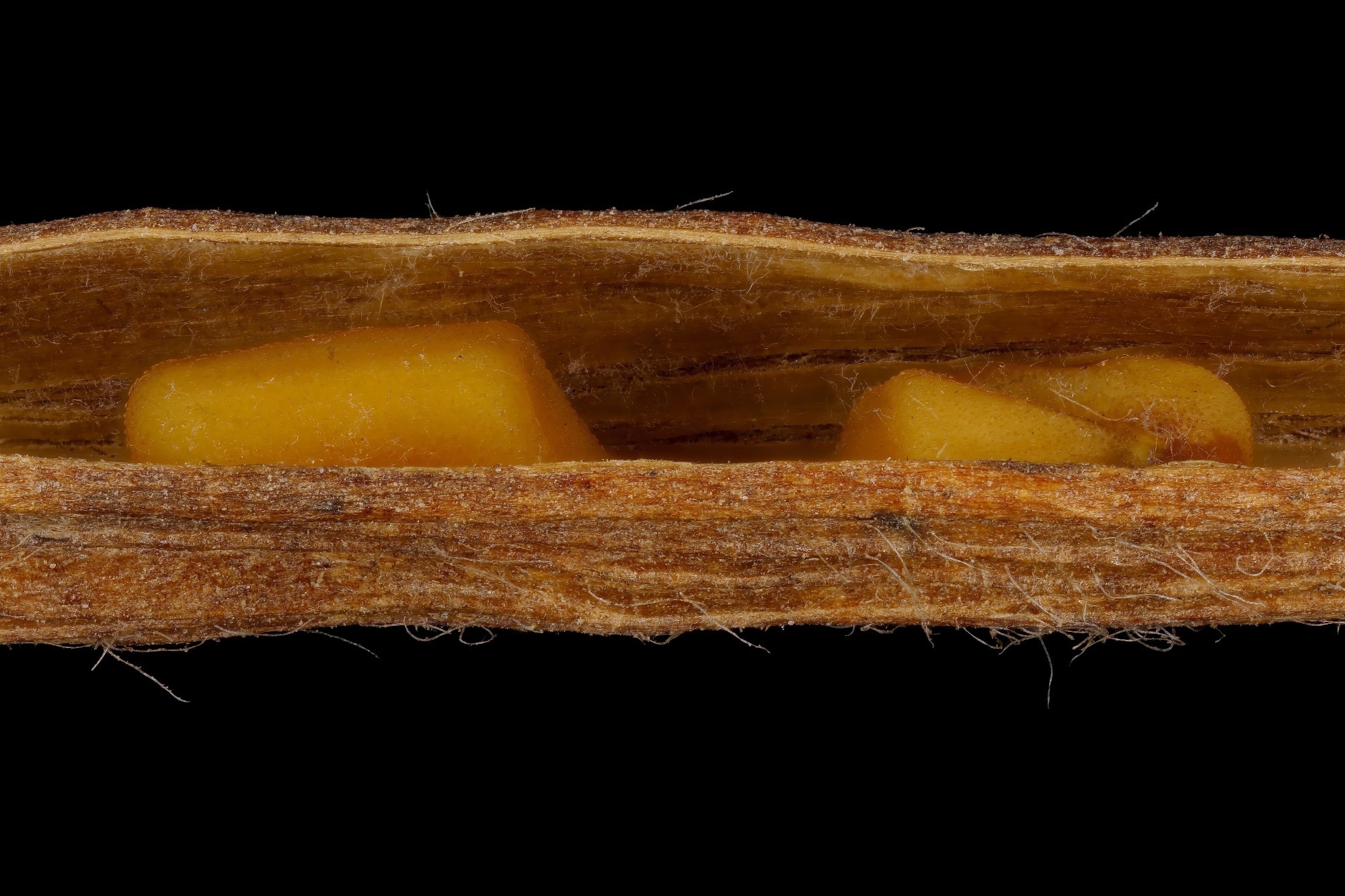 Fenugreek (Trigonella foenum-graecum) seed closeup. Study: Fenugreek seeds as a natural source of L-arginine-encapsulated lipid nanoparticles against diabetes. Image Credit: Valery Prokhozhy / Shutterstock