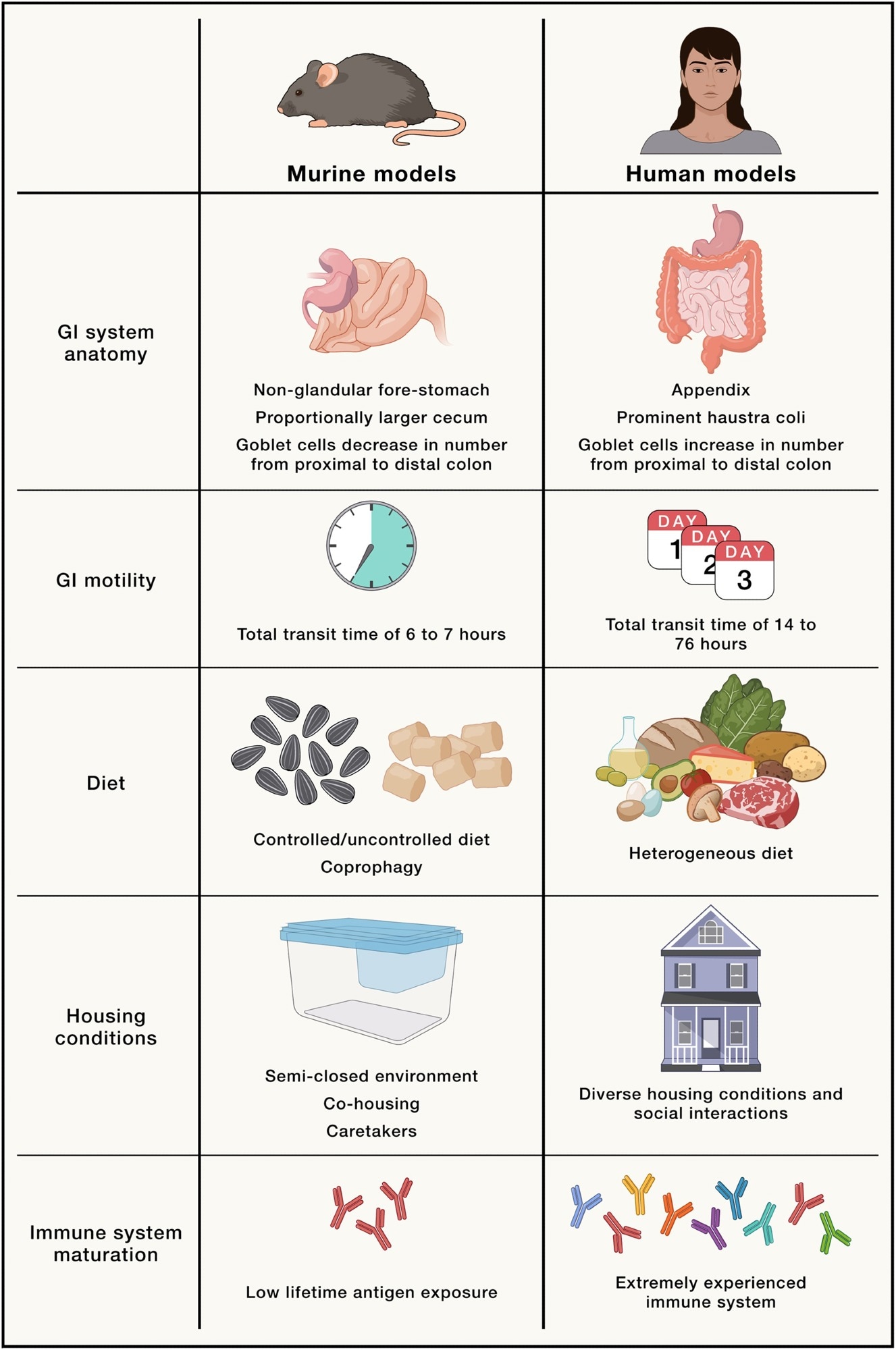 Physiological, environmental, and biological differences between murine models and humans, which could explain difficulty in translating microbiota research from animals to the clinic