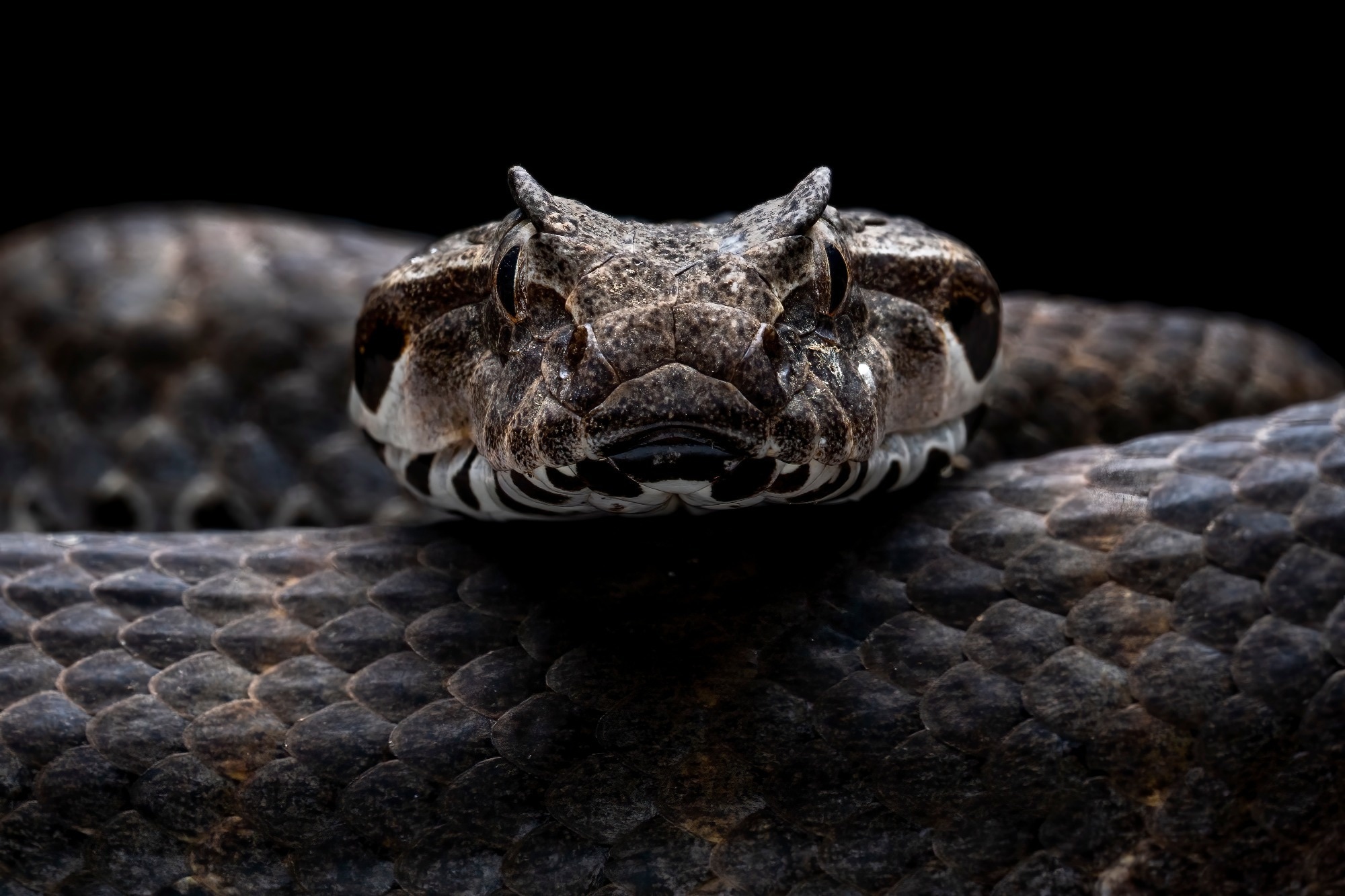 Death Adder snake (Acanthophis antarticus) native to Australia. Image Credit: Lauren Suryanata / Shutterstock
