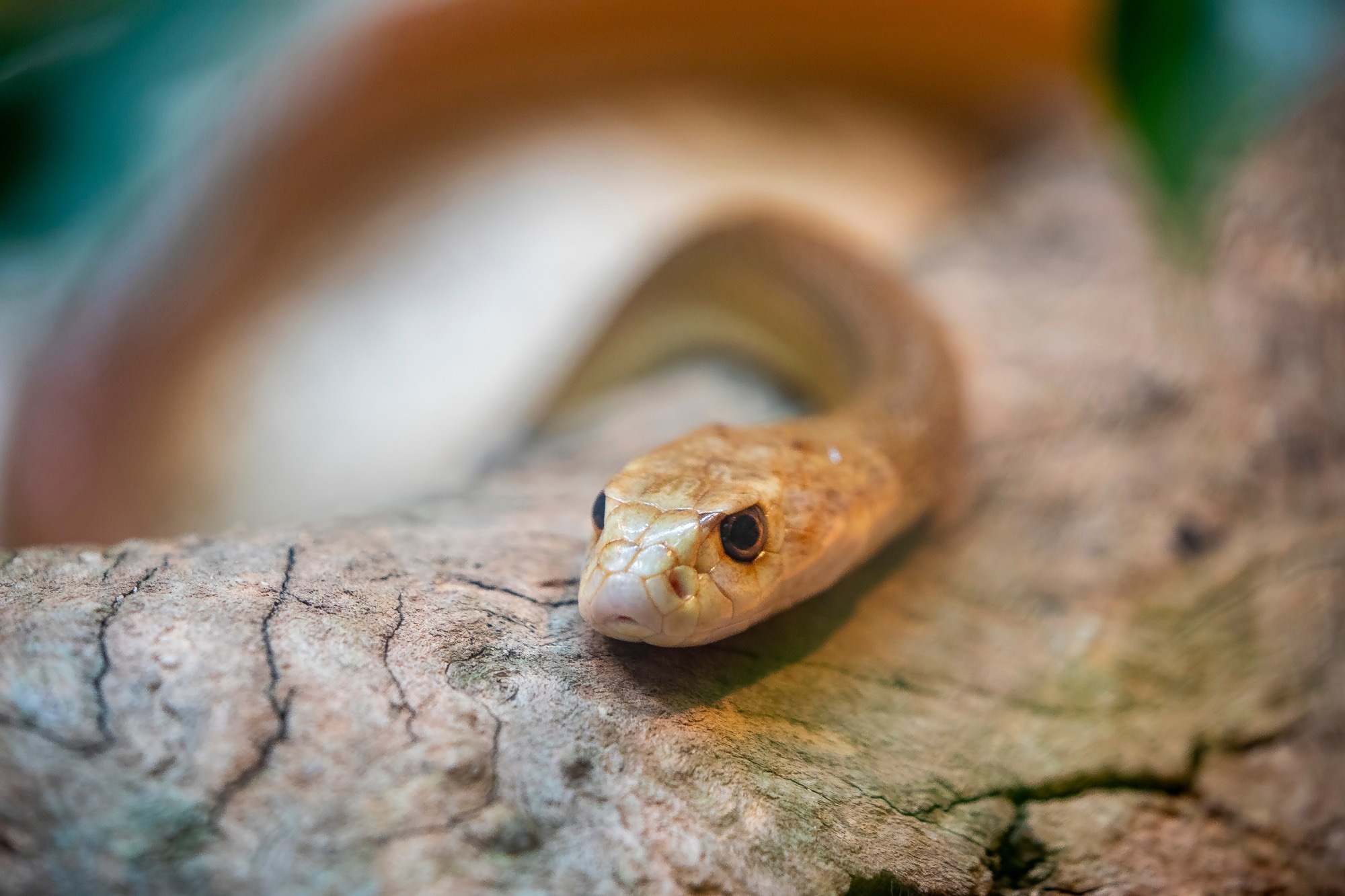 The coastal taipan (Oxyuranus scutellatus), or common taipan,[4] is a species of extremely venomous snake in the family Elapidae. Described by Wilhelm Peters in 1867, the species is native to the coastal regions of northern and eastern Australia and the island of New Guinea. Image Credit: Danny Ye / Shutterstock
