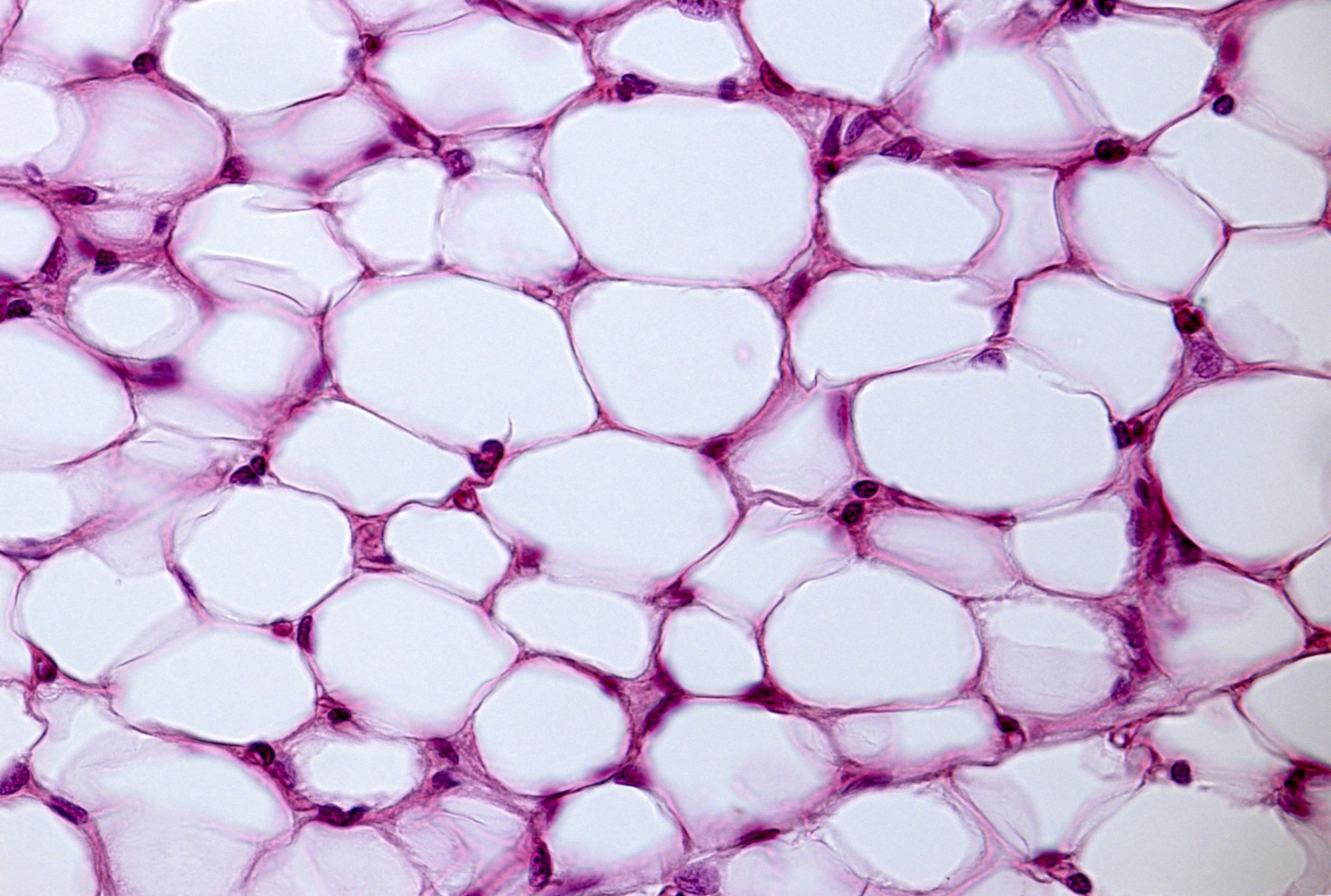 Image Credit: Jose Luis Calvo / Shutterstock