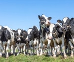 New model reveals H5N1 is spreading undetected in US dairy herds