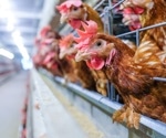 Scientists warn of rising threat as poultry disease shows signs of jumping to humans
