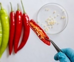 Do spicy foods help or hurt your gut health?